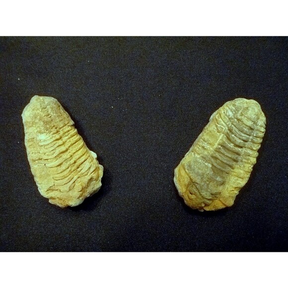 Calymene Trilobite 1 - 2" mud bugs fossils rocks minerals unique gifts vintage - Picture 3 of 3